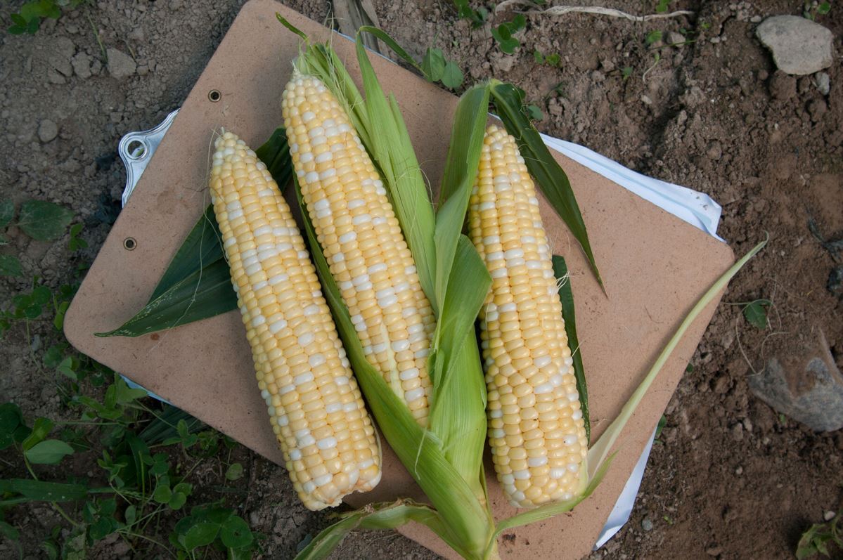 Sweetness – Corn Seed