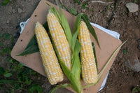 Sweetness – Corn Seed