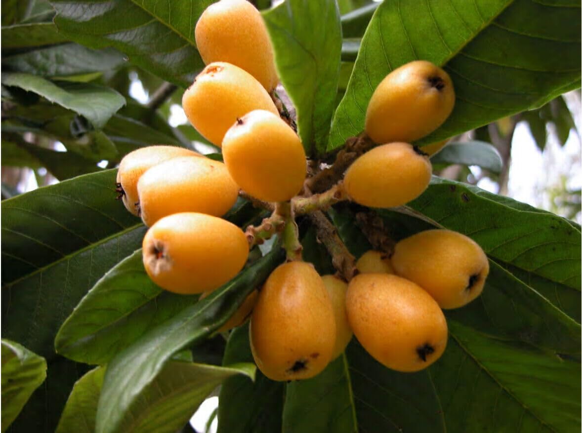 Mispel Fruit Seeds - Perfect for Growing Unique, Aromatic Fruits 100 pcs