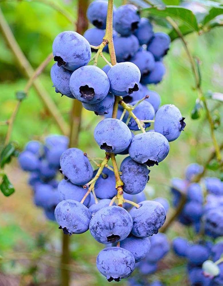 Blueberry plant seeds – sweet antioxidant-rich fruits for home gardens
