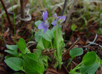 Heirloom Non-GMO Viola Alba Flower Seeds for Planting – Elegant White Blooming Flower Seeds - Non-GMO for planting in home garden