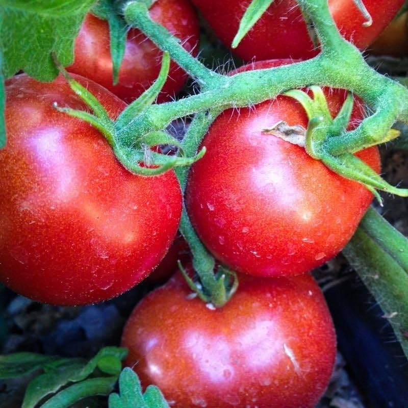 Czech (Bush tomato) for planting in garden