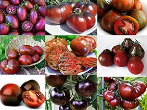 Mixed Seeds Black Tomato Seeds, Mix of 9 Varieties, Heirloom Non-GMO, Black Prince, Cherokee Purple, Black Cherry, Lycopersicon esculentum