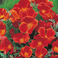 Californian Poppy- Red Chief