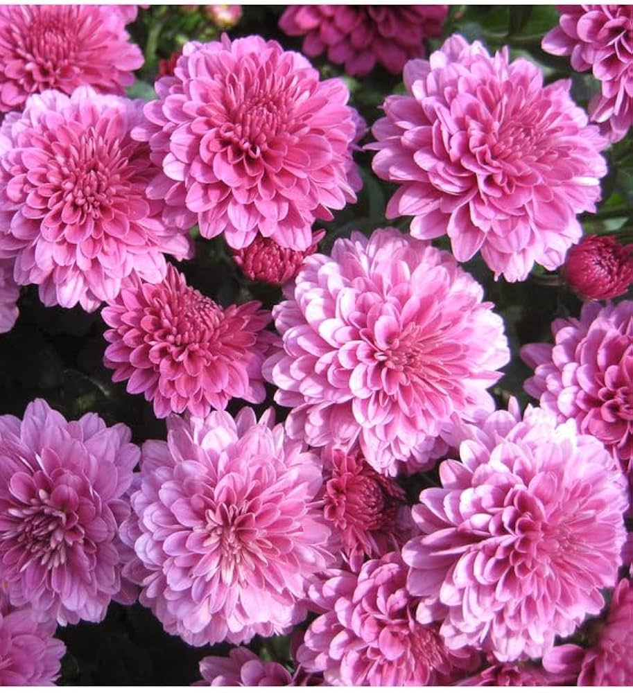 Flower Herb Garden Marigold Chrysanthemum Seeds