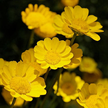 Chrysanthemum- Golden Yellow