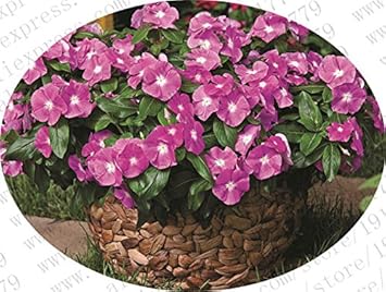 Purple Vinca Periwinkle Flower Seeds – Heirloom Non-GMO Seeds for Stunning Garden Blooms