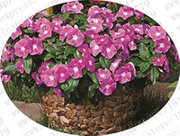 Purple Vinca Periwinkle Flower Seeds – Heirloom Non-GMO Seeds for Stunning Garden Blooms
