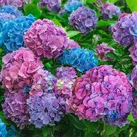 Heirloom Non-GMO Multi-Colored Hydrangea Flower Seeds for Garden Borders and Ornamental Planting