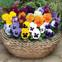 Heirloom Pansy Flower Seeds for Planting, Non-GMO