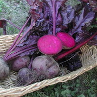 Bulls Blood beet seeds – dark red leaves and sweet, earthy roots