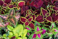 Heirloom Mixed Coleus Flower Seeds for Planting – Non-GMO, Colorful Ornamental Foliage Variety