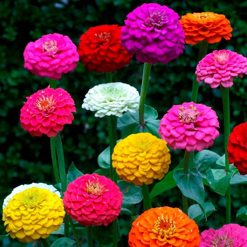Massa Zinnia multi-colored flowers grown from seeds with bold, layered petals in vivid shades