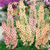 Mixed Mullein Flower Seeds – Heirloom Non-GMO Seeds for Medicinal and Drought-Tolerant Garden Planting - Mullein for planting in home garden