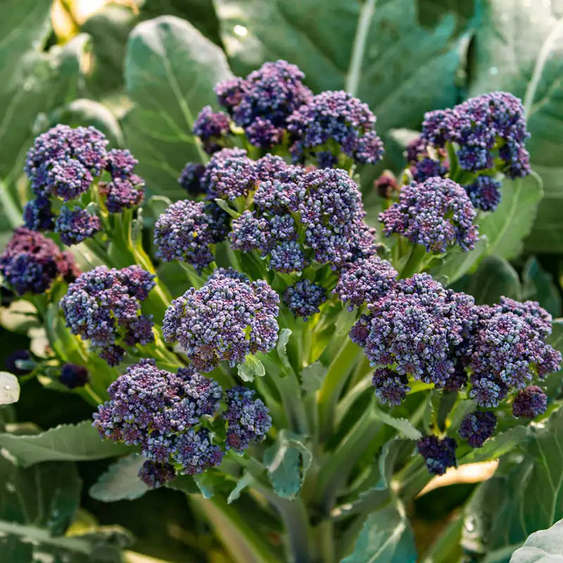 Burgundy – Purple Sprouting Broccoli Seeds