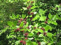 Organic Heirloom Non-GMO Red Carolina Allspice Seeds for Planting – Fragrant Shrub Blooms