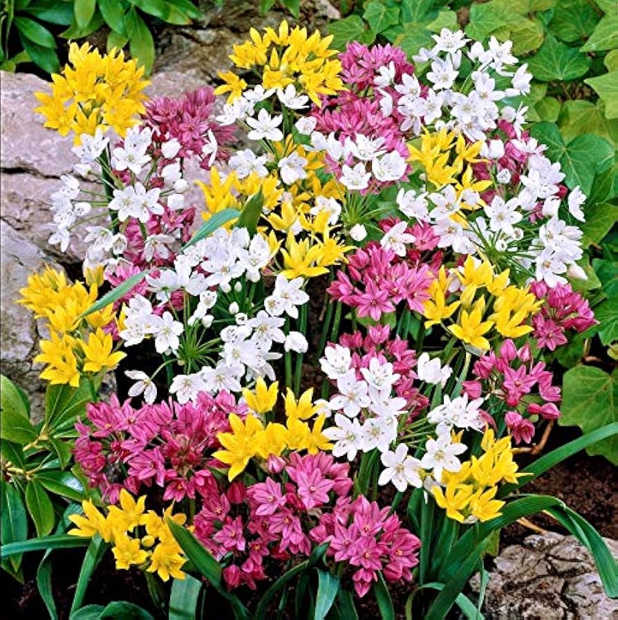 Eye Candy Allium Mixture Seeds