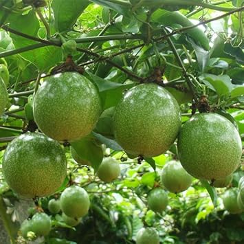 Passion Fruit Seeds for Growing Tangy and Exotic Tropical Fruits 100 pcs