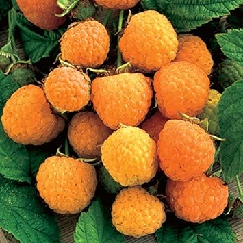 Gold Raspberry Fruit Seeds for Planting - Cultivating Golden, Sweet Raspberries, Heirloom Seeds