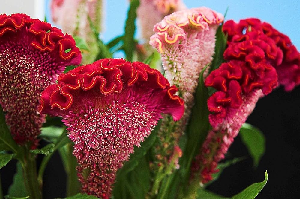 Pteris Pinnate Cockscomb Celosia Spicata Flower Seeds