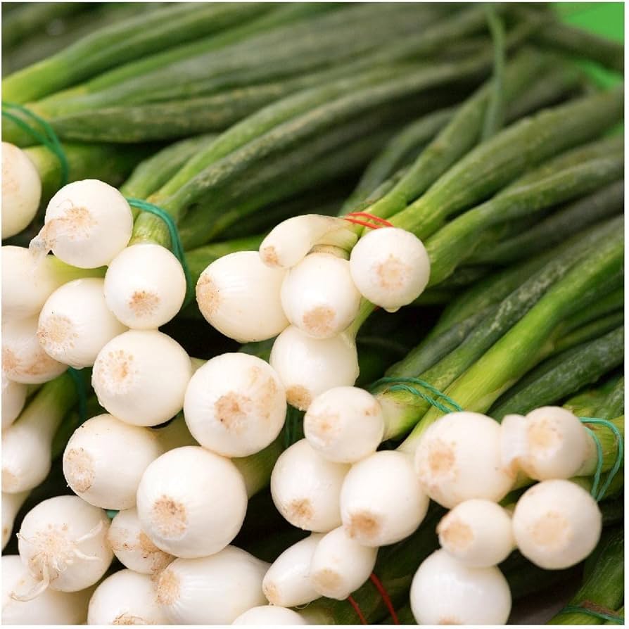 Evergreen white bunching onion grown from seeds with slender white stalks and mild flavor