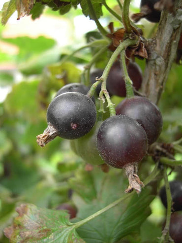 Black Gooseberry Fruit Seeds for Planting - Tart and Flavorful Berries for Your Garden,GMO Free