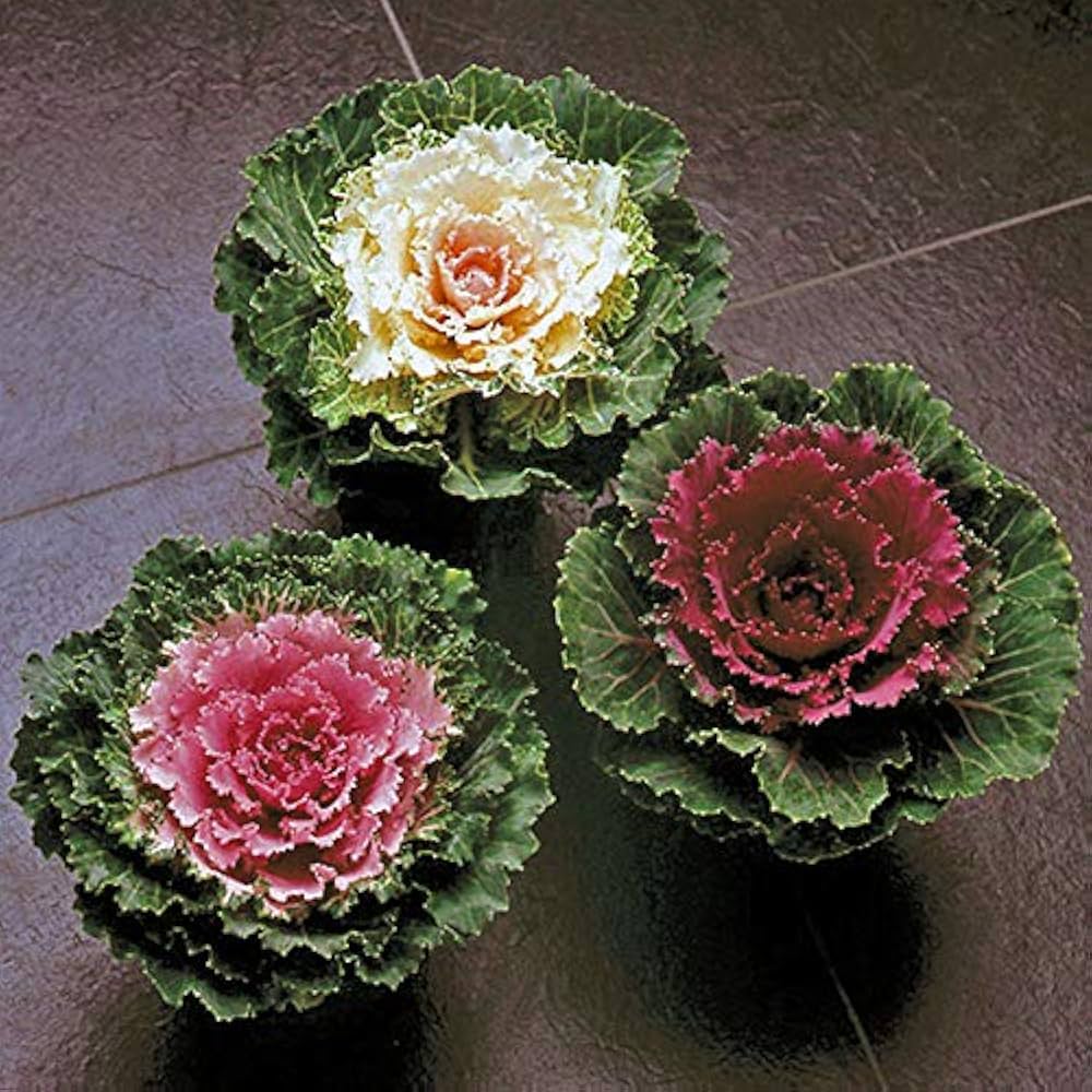 Kale (‘Chidori White’ flower) for planting in garden