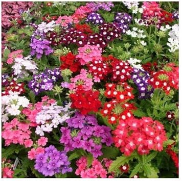 Heirloom Verbena Plant Seeds, Non-GMO Colorful Blooms for Pollinator-Friendly Garden Planting