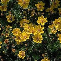 Bidens flower Bidens ferulifolia annual seeds for planting in home garden or sunny balcony containers