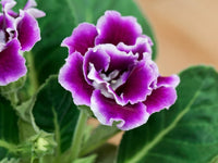 Gloxinia (Gloxinia scientific name) for planting in garden