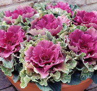 Kale Ornamental Cabbage Flowering Vegetable Seeds for Garden