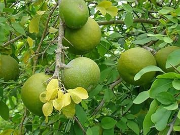 Stone Apple Annona reticulata seeds for planting in home garden