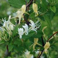 Heirloom White Cape Honeysuckle Flower Seeds, Non-GMO Elegant Blooms for Planting