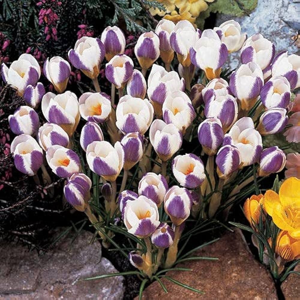 Snow Crocus- Prins Claus
