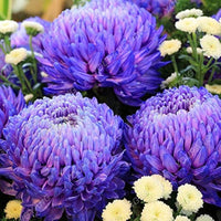 Aster Purple Rainbow Chrysanthemum Perennial Flower Seeds