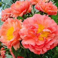 Coral Sunset Peony