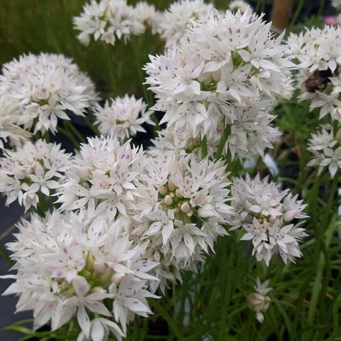Graceful Beauty Allium Seeds