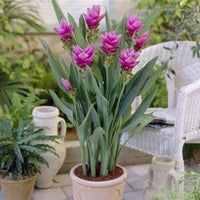 Heirloom Non-GMO Curcuma Alismatifolia Flower Seeds for Planting – Exotic Tropical Garden Blooms