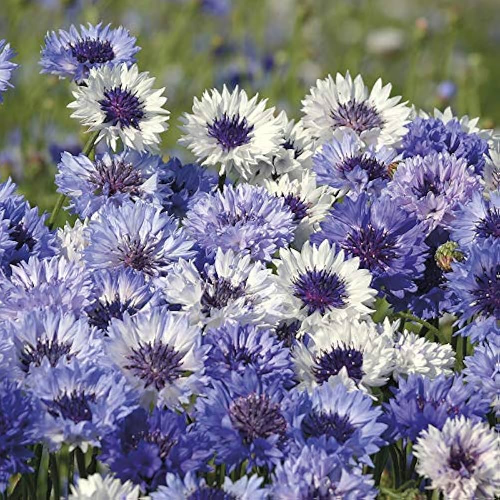 Cornflower- Classic Fantastic