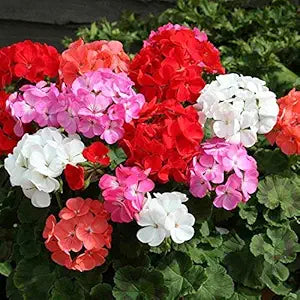 Rare Varied Geranium Flower - for planting in home garden