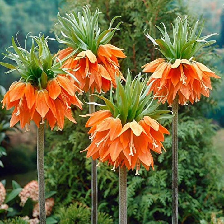 Heirloom Non-GMO Fritillaria Imperialis Flower Seeds for Planting – Tall Exotic Spring Garden Blooms