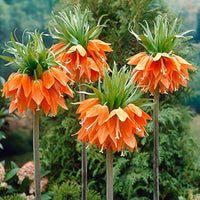 Heirloom Non-GMO Fritillaria Imperialis Flower Seeds for Planting – Tall Exotic Spring Garden Blooms