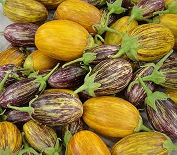 Udumalpet Eggplant Solanum melongena seeds for garden planting