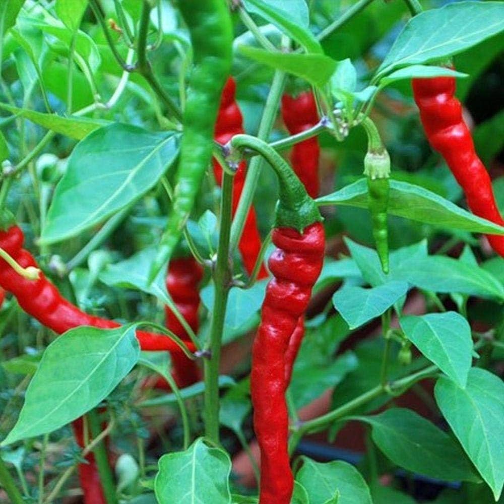 Cayenne (pepper Capsicum annuum large red) for planting in garden