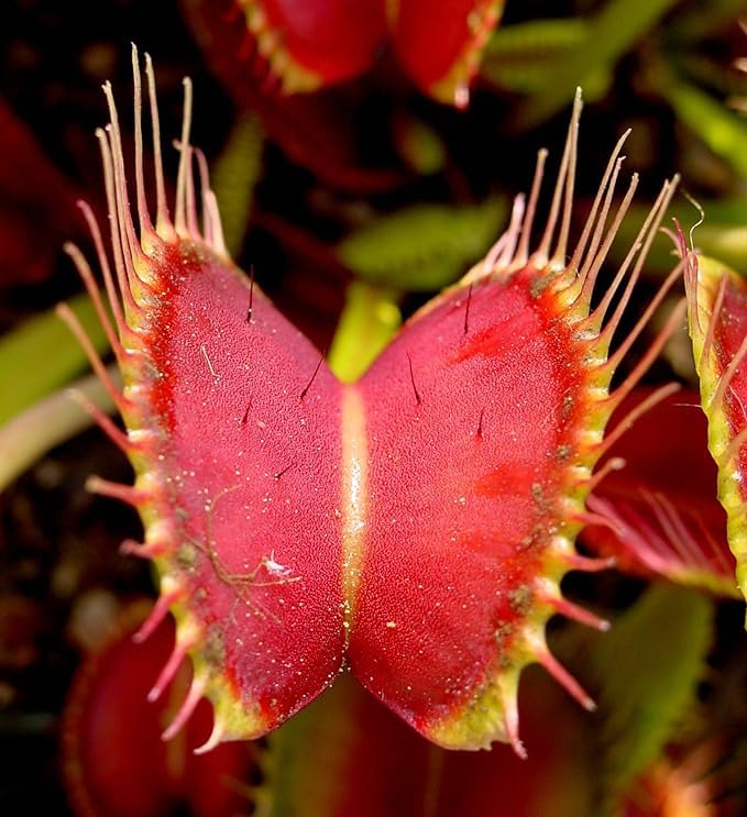 Carnivorous Plant Seeds for Planting - 100