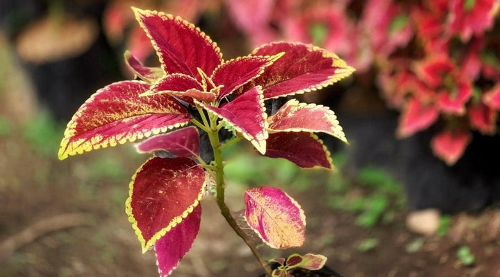 Heirloom Yellow Red Coleus Flower Seeds for Planting – Non-GMO, Vibrant Ornamental Foliage Variety