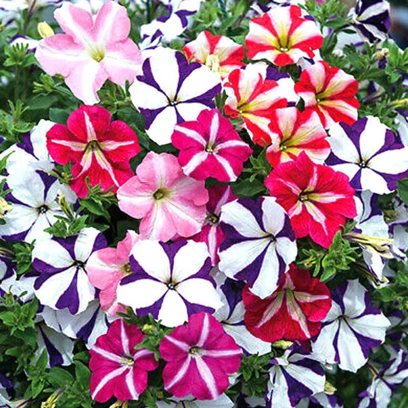 Petunia Hybrida Semi-Climbing Multicolor Flower Seeds