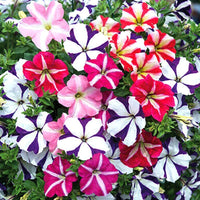 Petunia Hybrida Semi-Climbing Multicolor Flower Seeds
