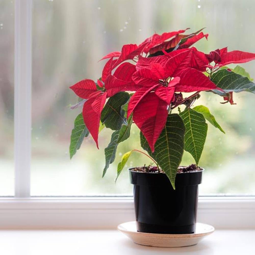 Poinsettia Euphorbia Pulcherrima Flower Seeds