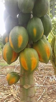 Yellow-Green Papaya Fruit Seeds for Planting - Yellow-Green Variety for Sweet Papayas